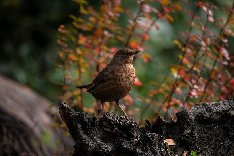 Blackbird in the Autumn Forest by Brian Morgan