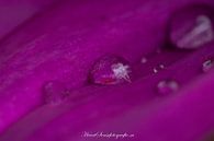 Flowers 2 by Edwin Hoek thumbnail