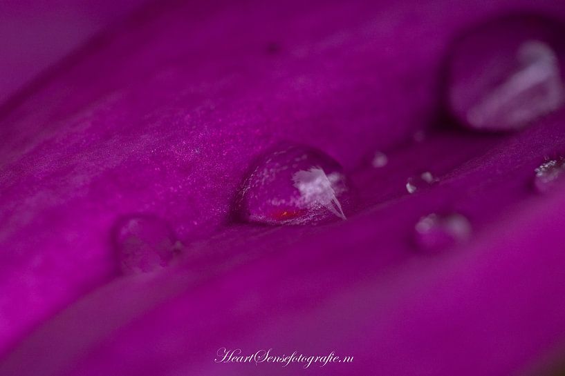 Flowers 2 by Edwin Hoek