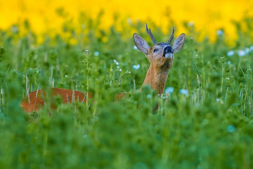 Alter Rehbock steht an einem Sommer Morgen auf einer Wiese mit Blumen und Kräutern von Mario Plechaty Photography