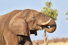 Trinkender afrikanischer Elefant von Jolene van den Berg