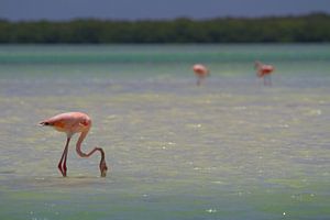 Flamingos von Jeroen Meeuwsen