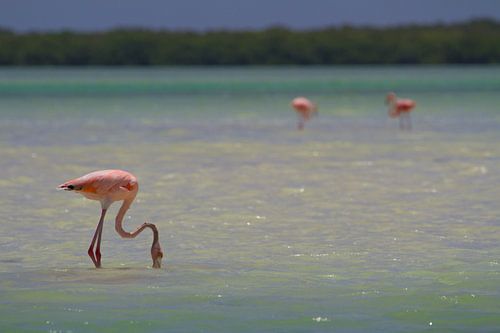 Flamingos