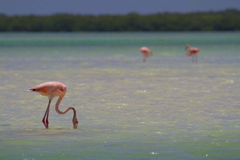 Flamingos par Jeroen Meeuwsen