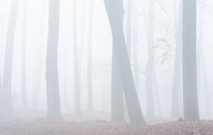 Forêt de hêtres brumeuse