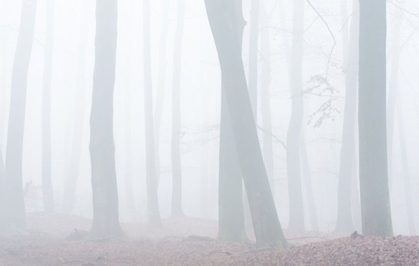 Foggy beech forest by Danny Slijfer Natuurfotografie