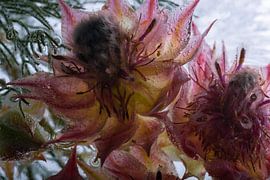 Rote Wachsblumen in Eis 3 von Marc Heiligenstein
