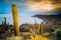 Inca Wasi, île aux cactus
