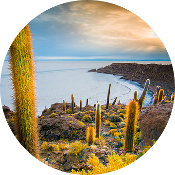 Inca Wasi, cactus island van Jelmer Jeuring