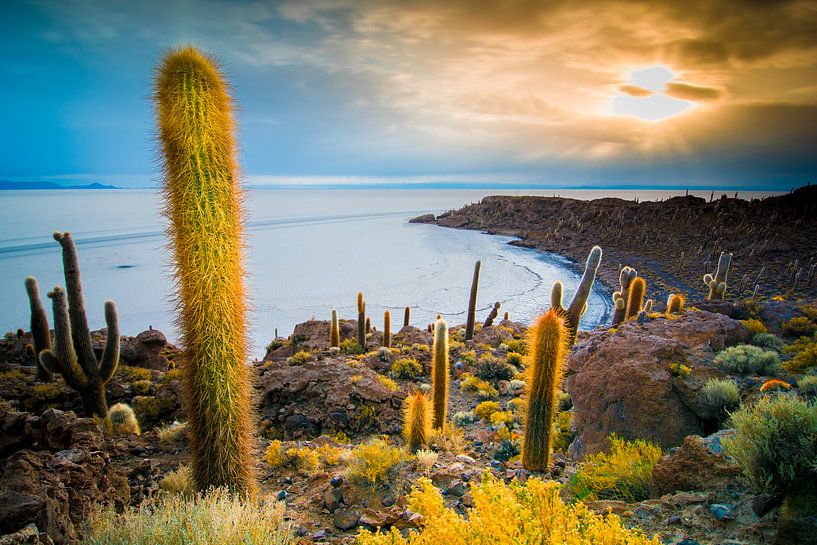 Inca Wasi, île aux cactus par Jelmer Jeuring