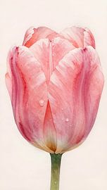 Roze tulp met dauwdruppels van Kristin M