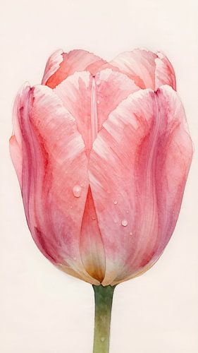 Pink tulip with dewdrops