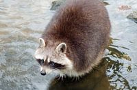Raccoon in the water