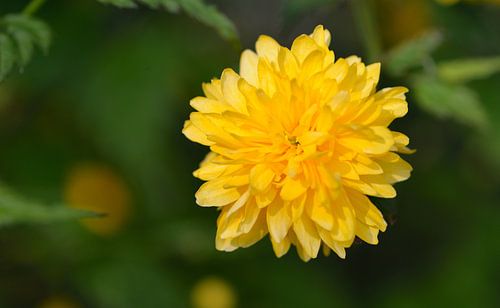 gele bloem