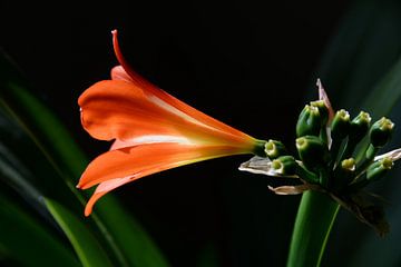 Clivia, bloem van Maren Oude Essink