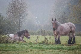 Trekpaarden von Bruno Hermans
