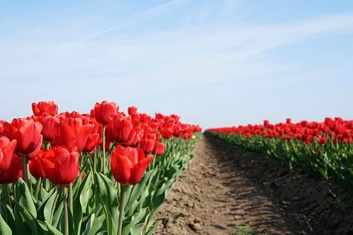 Tulpen in bloei in de lente
