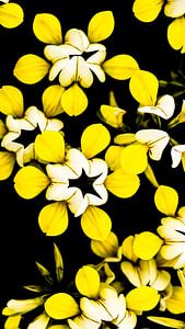 Gelbe Blumen von Stijn Cleynhens