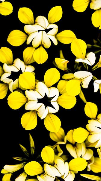 Gele bloemen van Stijn Cleynhens