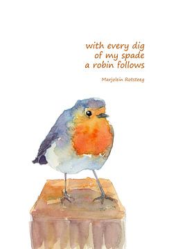 A Robin follows Vogel Haiku Englisch