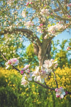 Appelbloesem (Werk aan de Groeneweg) van rosstek ®