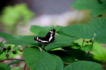Black Butterfly van Paul Emons