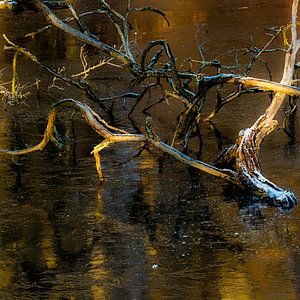 Spiegelung Ast im See im Winter