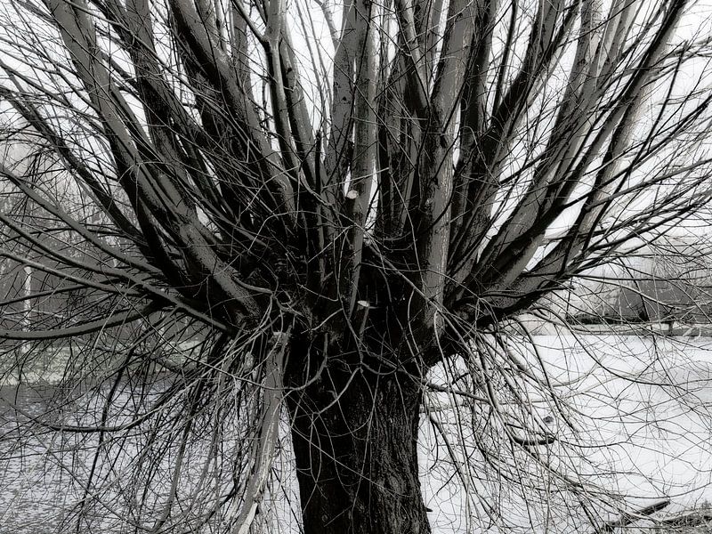 Pollard Willow by Bianca Wisseloo