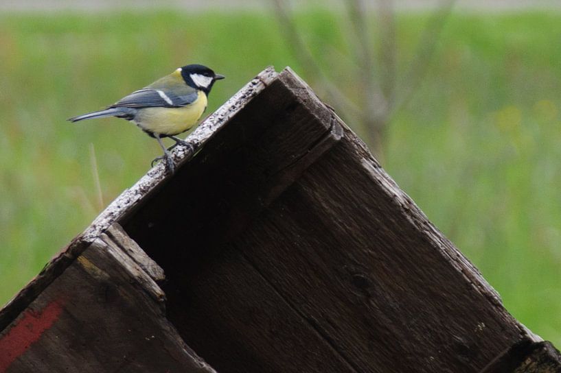 Koolmees by Robert Lotman