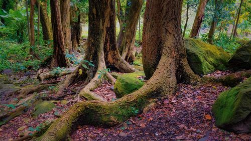 Tropical rainforest by Bram de Jong