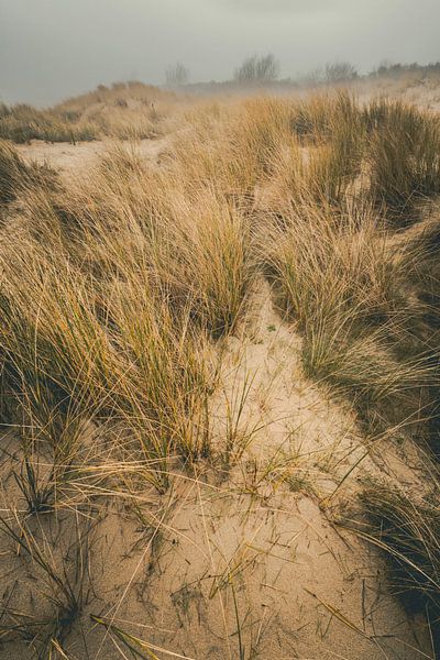 The dunes of Vrouwenpolder in the Netherlands in fog. by Robby's fotografie
