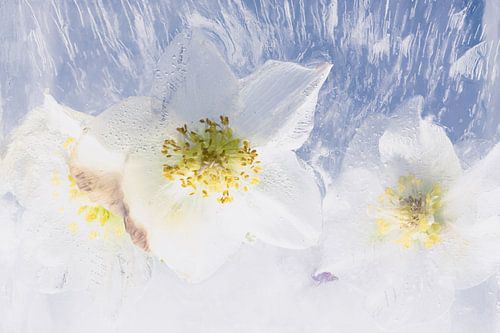 Pioen in ijs 2 van Marc Heiligenstein