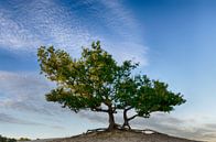 Eenzame boom van Mark Bolijn thumbnail