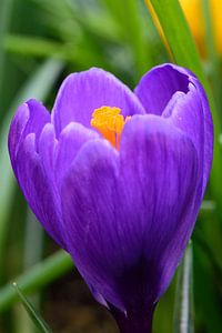 Une fleur de crocus violet