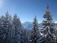 Besneeuwde takken