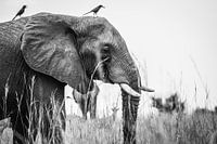 Éléphant / Animal d'Afrique / Noir et blanc / Photographie de la nature / Ouganda