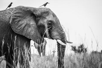 Olifant / Afrikaans dier / Zwart-wit / Natuurfotografie / Oeganda
