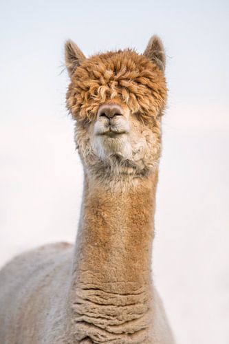 Alpaca