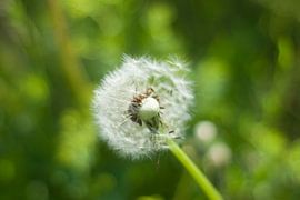 Pusteblume von Stephan Trip