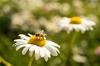 Bee on white flower