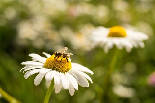 Biene auf weisser Blüte