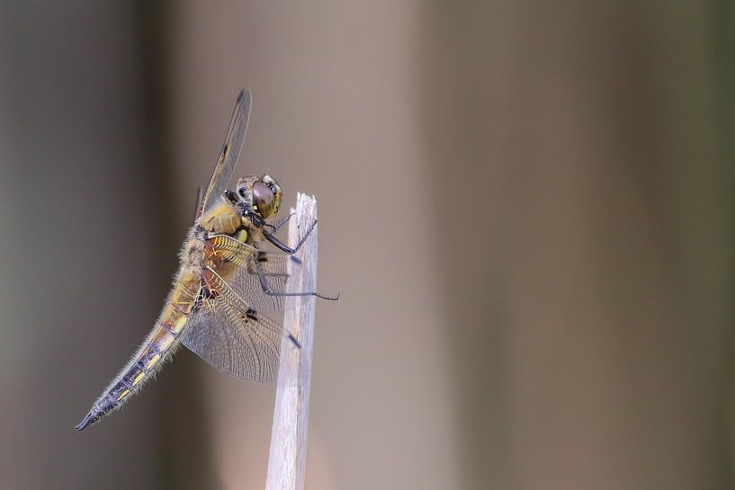 Viervlek van Karin van Rooijen Fotografie