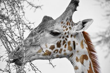 Giraffe by Jan Fritz