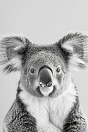 Koala sur Poster Art Shop