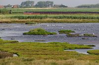 brakke poel op Texel