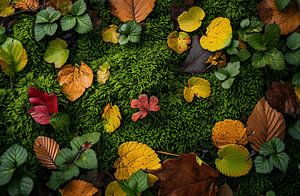 Spaziergang im Herbstwald