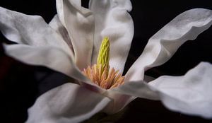 White Magnolia