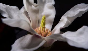 Weiße Magnolie von Peter Bartelings