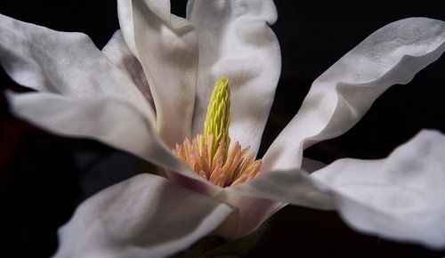 Witte Magnolia