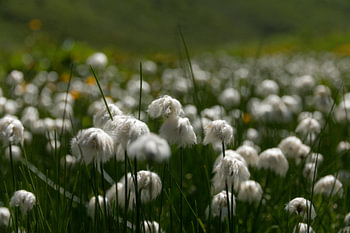 Harige grasjes in het veld (wolgras)